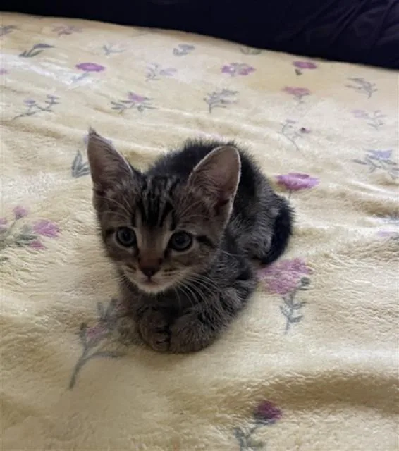 A baby small-sized female Domestic Short Hair cat named Alice for adoption in San Bernardino, CA