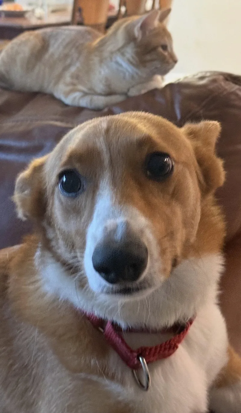 An adult medium-sized male Corgi dog named Loki Corgi for adoption in Valrico, FL