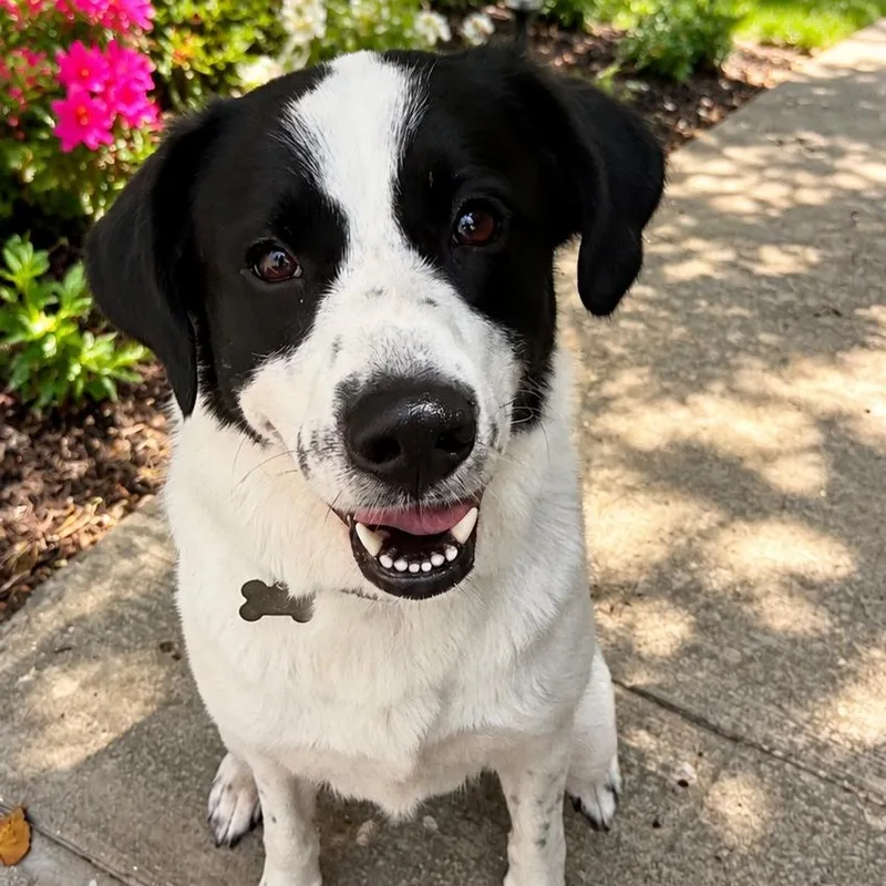 An adult medium-sized female Border Collie dog named Angel for adoption in Baytown, TX
