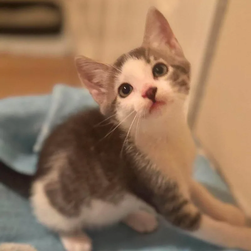 A baby small-sized male Gray / Blue / Silver Domestic Short Hair cat named Knox for adoption in Redmond, WA