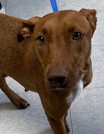 An adult medium-sized female Shepherd dog named Azure for adoption in San Antonio, TX