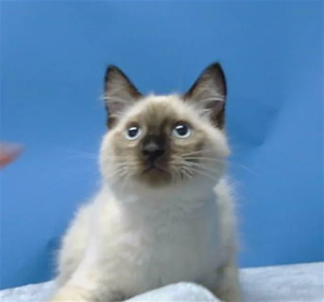 A baby small-sized male Siamese cat named A for adoption in Gardena, CA