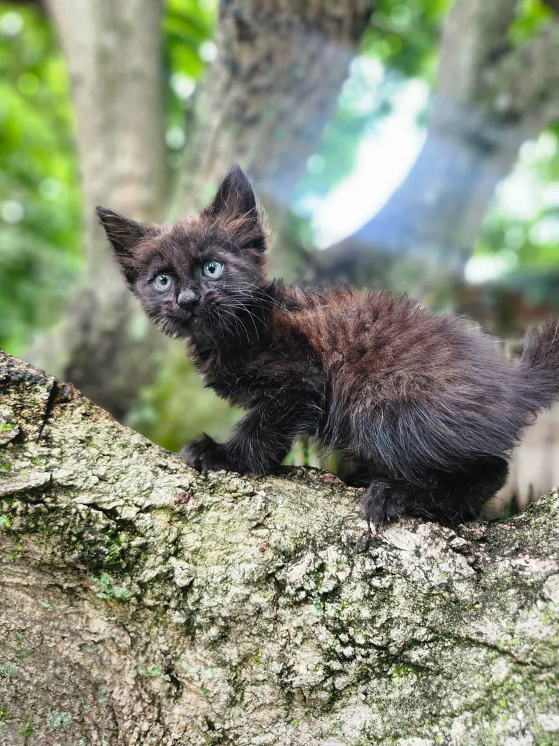 A baby medium-sized female Black Domestic Medium Hair cat named Layl for adoption in Sunrise, FL
