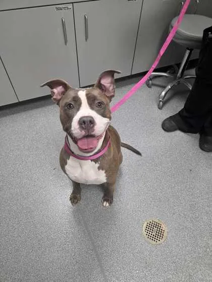 An adult large-sized female Mixed Breed dog named Eclipse for adoption in Sevierville, TN