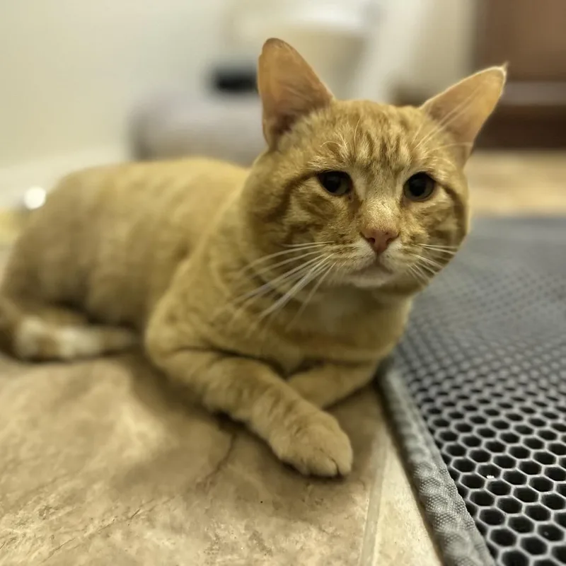 A young small-sized male Orange / Red Domestic Short Hair cat named Doug for adoption in Long Beach, CA