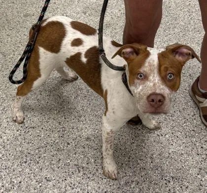 A baby medium-sized male Red / Chestnut / Orange Pit Bull Terrier dog named Freckles for adoption in Kansas City, MO