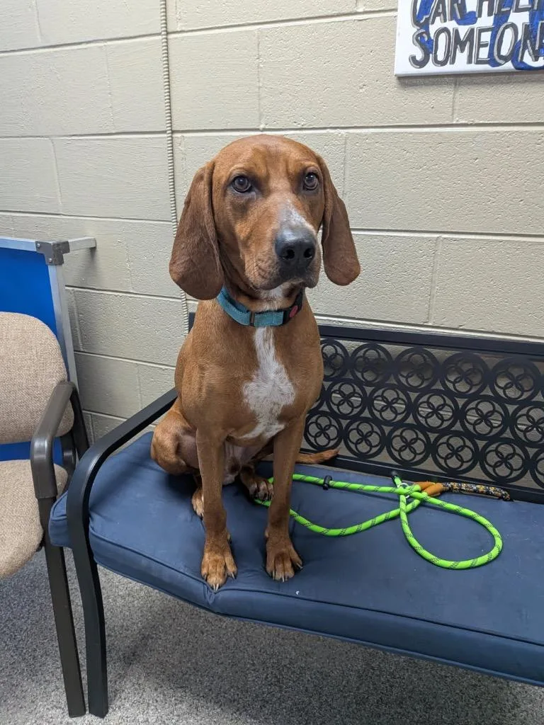 A young large-sized male Hound dog named Jackson for adoption in Blountville, TN