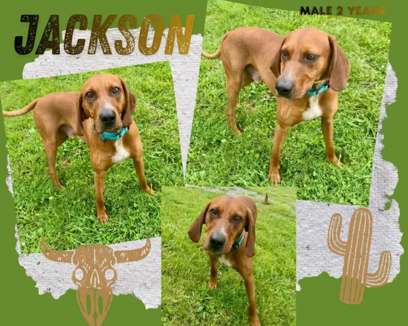 Jackson thumbnail 4