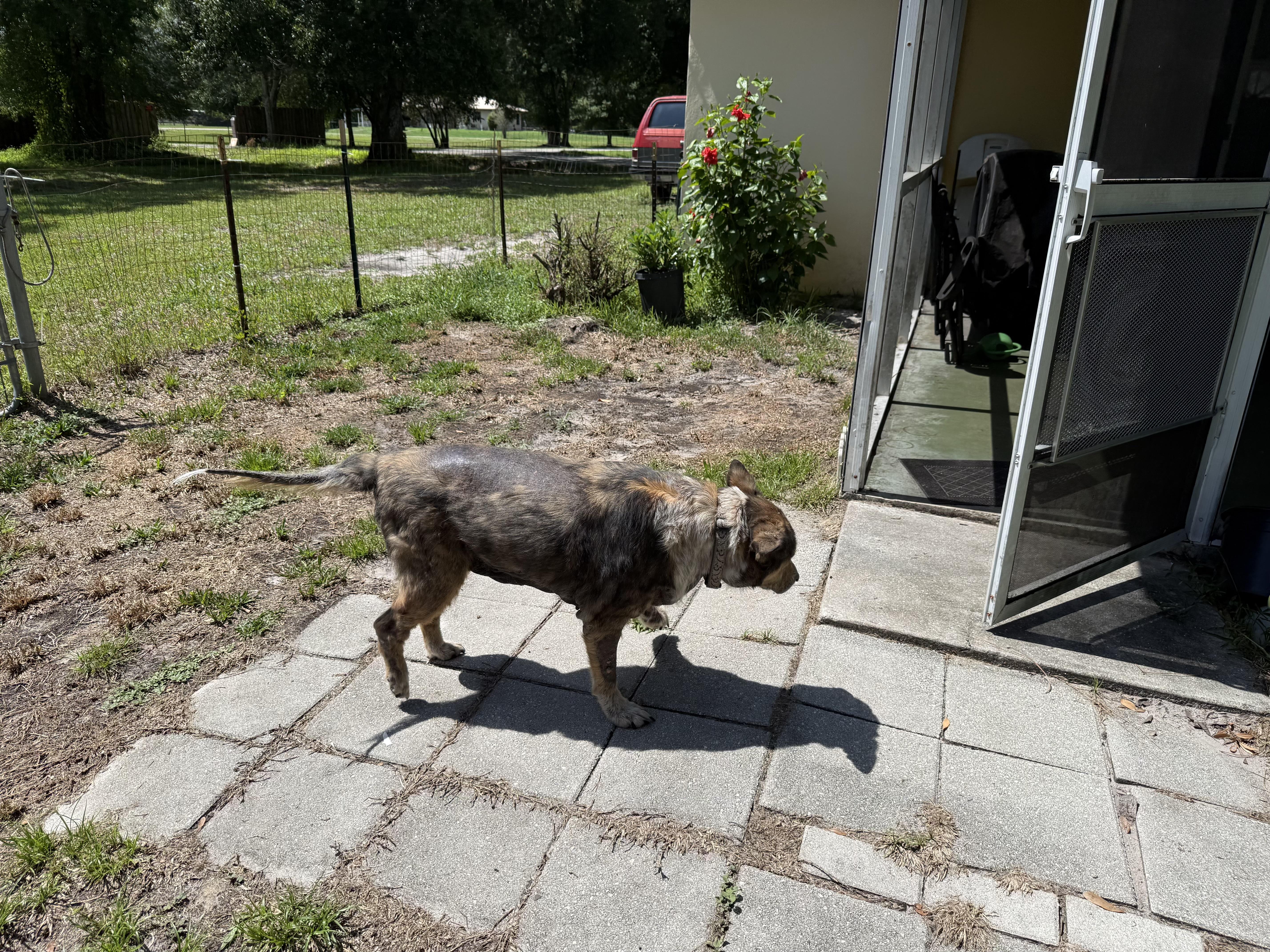A senior medium-sized female Australian Cattle Dog / Blue Heeler dog named Dorothy for adoption in Bradenton, FL