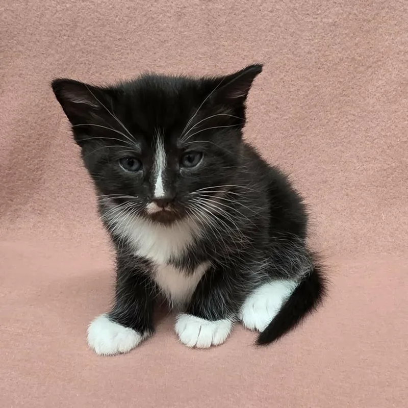 A baby small-sized female Black Domestic Short Hair cat named Gummo for adoption in Pine Mountain, GA