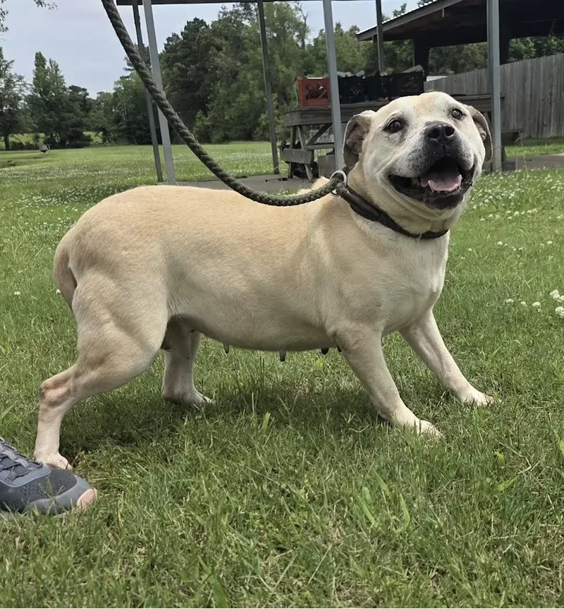 An adult medium-sized female Pit Bull Terrier dog named Venus for adoption in Raymond, MS