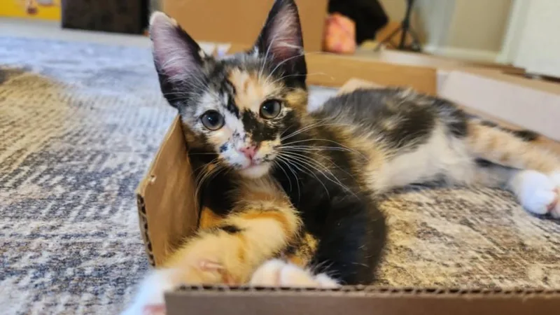 A baby small-sized female Domestic Short Hair cat named Sesame Snickerdeedoo for adoption in Burbank, CA