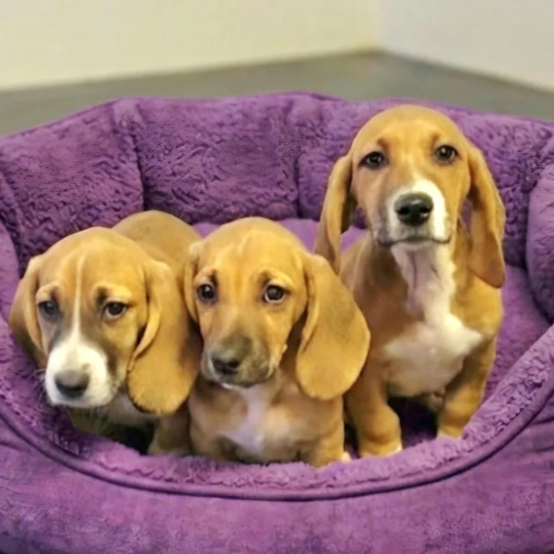 A baby medium-sized male Yellow / Tan / Blond / Fawn Basset Hound dog named Tesla MORE PICS COMING for adoption in Athens, AL