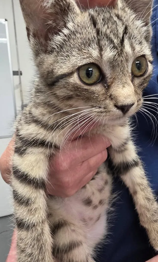 A baby small-sized female Domestic Short Hair cat named Tulip for adoption in Ewing, NJ