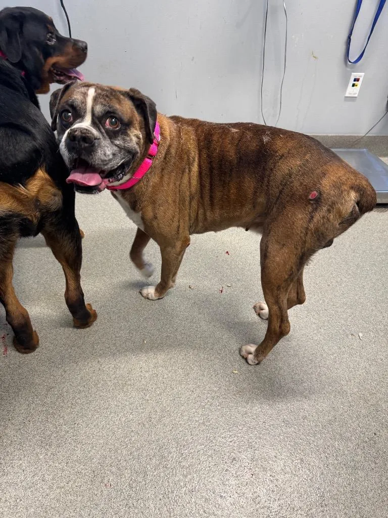 A senior medium-sized male Boxer dog named Ali for adoption in Bloomington, IN