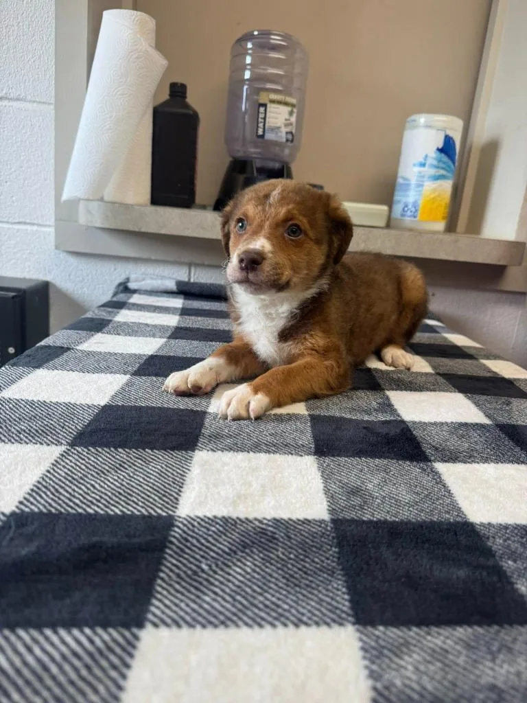 A baby medium-sized male Mixed Breed dog named Freddy for adoption in Marion, OH
