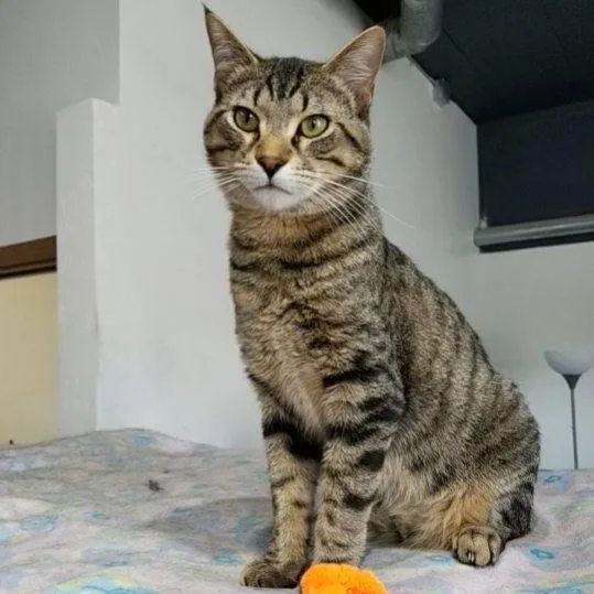 An adult medium-sized male Tabby (Brown / Chocolate) Domestic Short Hair cat named Scotty for adoption in Devils Lake, ND
