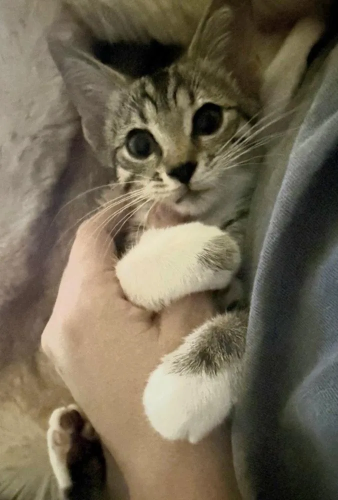 A baby small-sized female Gray & White Domestic Short Hair cat named Lima for adoption in Bossier City, LA