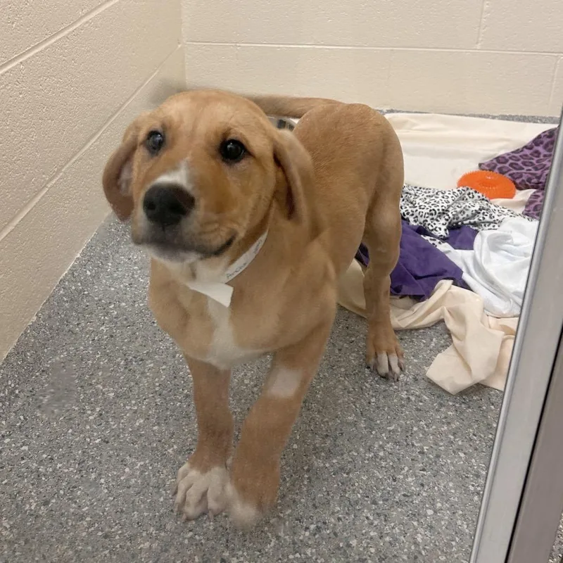 A baby medium-sized male Yellow / Tan / Blond / Fawn Mixed Breed dog named Anchor for adoption in Hendersonville, NC