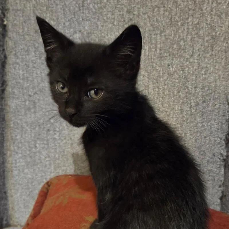 A baby small-sized male Black Domestic Short Hair cat named Wild Purr for adoption in Greensboro, NC