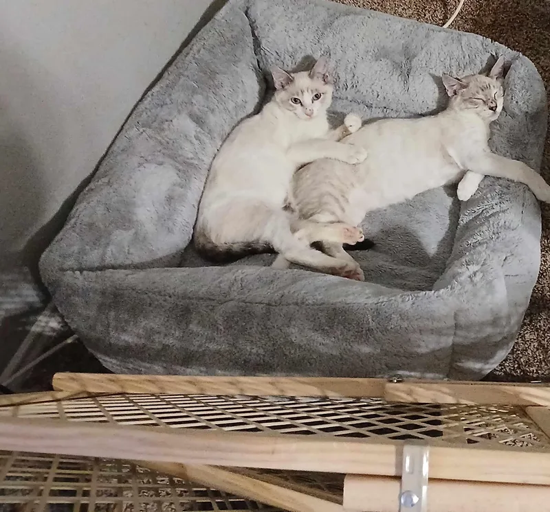 An adult medium-sized male Domestic Short Hair cat named Peter for adoption in Cleburne, TX