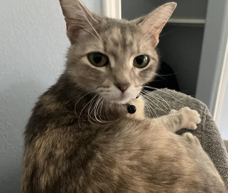 An adult medium-sized female Tortoiseshell Domestic Short Hair cat named Azalea for adoption in Dallas, TX