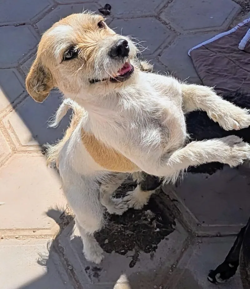 An adult small-sized female Terrier dog named Jelly for adoption in Saint David, AZ