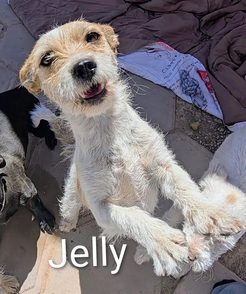 Jelly thumbnail 2