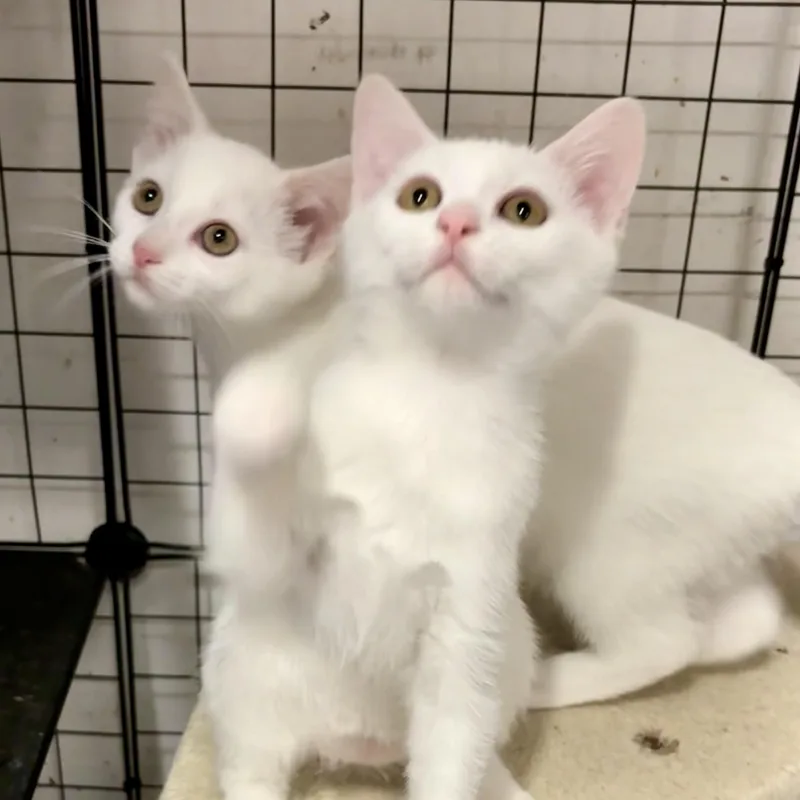 A baby medium-sized female White American Shorthair cat named Pink Ladies  Juliana for adoption in New York, NY