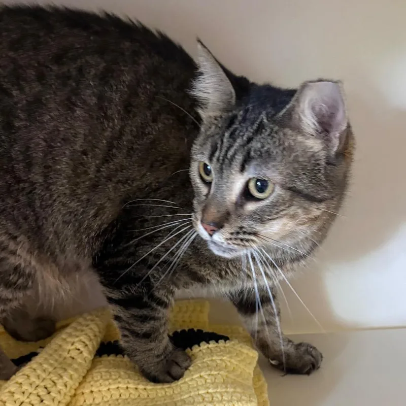 An adult medium-sized female Brown / Chocolate Domestic Short Hair cat named Whiskers for adoption in DeKalb, IL