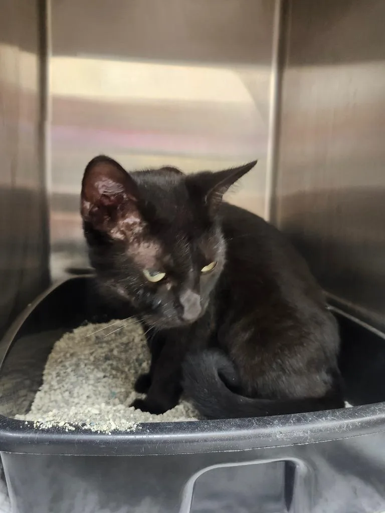 An adult medium-sized female Domestic Short Hair cat named Binx AC for adoption in Greeneville, TN
