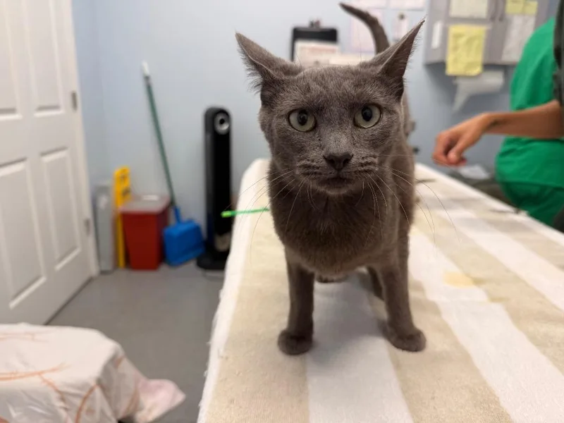 A young medium-sized female Domestic Short Hair cat named Samina for adoption in Raleigh, NC