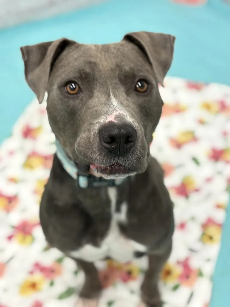 Harvey thumbnail 4