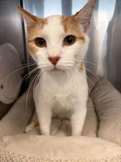 A young medium-sized male Domestic Short Hair cat named Goose for adoption in Sevierville, TN