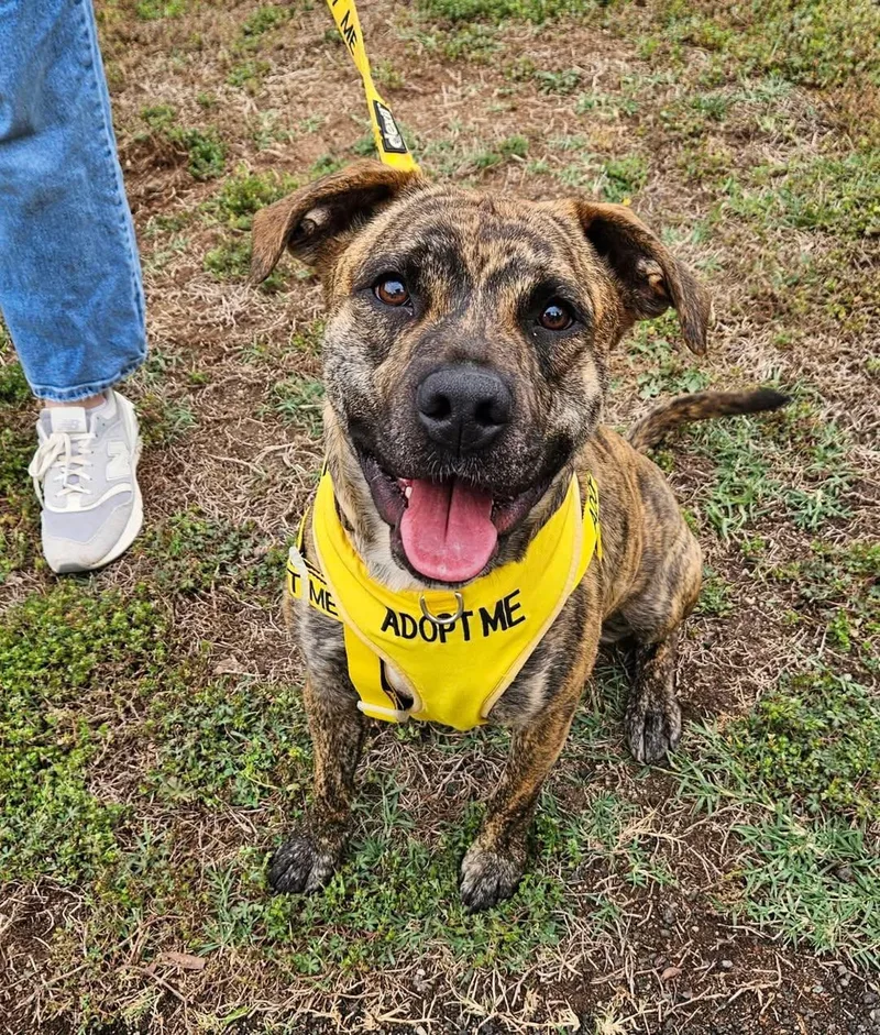An adult medium-sized female Brindle American Staffordshire Terrier dog named Eliza for adoption in Wappingers Falls, NY