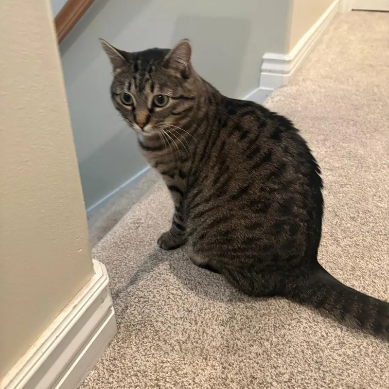 An adult small-sized female Brown / Chocolate Domestic Short Hair cat named Luna Ulmer for adoption in Eagle Mountain, UT