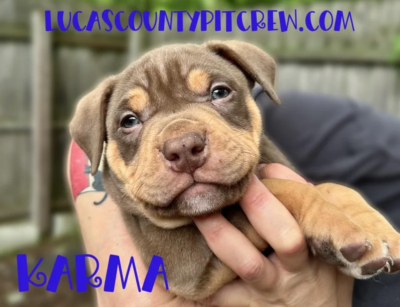 A baby large-sized male Bicolor American Bully dog named Karma for adoption in Toledo, OH