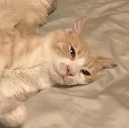 A young large-sized male Orange & White Domestic Medium Hair cat named Pickles for adoption in Liverpool, TX