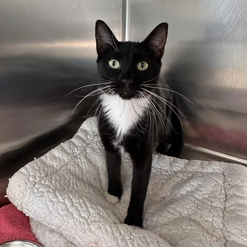 An adult medium-sized female Black Domestic Short Hair cat named Abby for adoption in Sarasota, FL