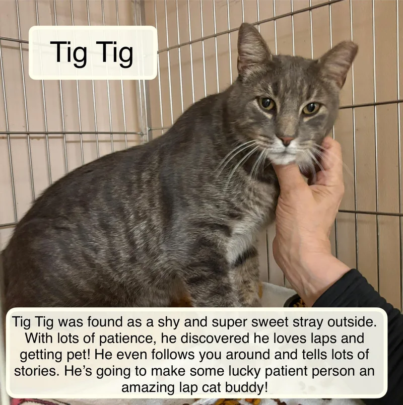 An adult large-sized male Domestic Short Hair cat named Tig Tig for adoption in Ellicott City, MD