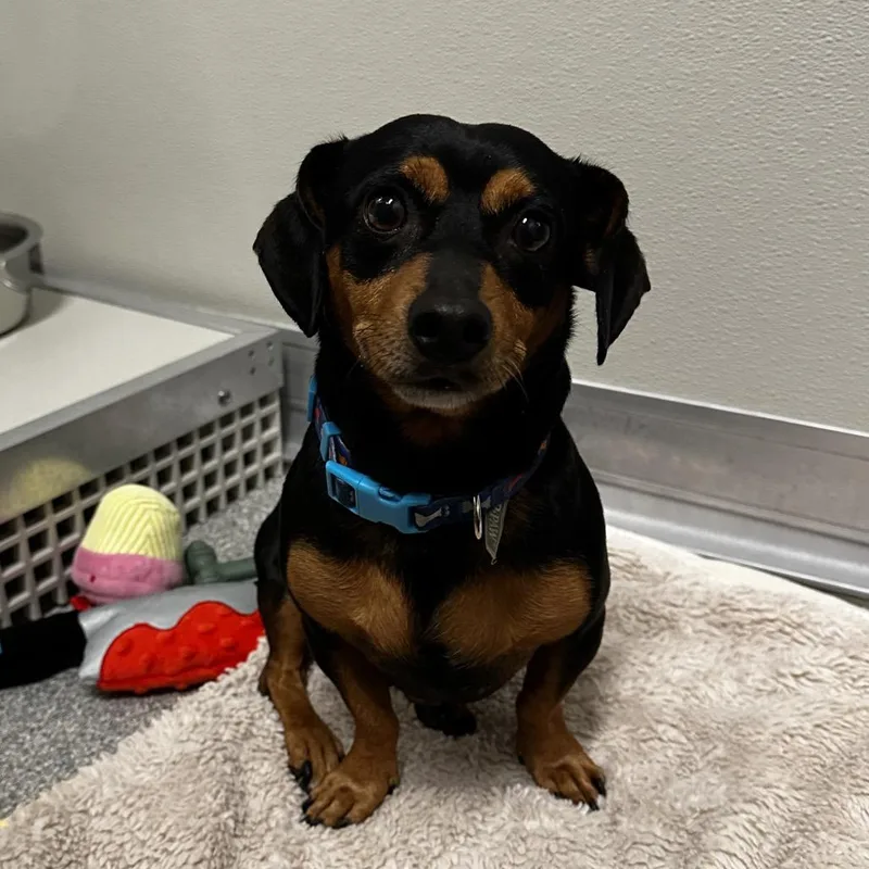 An adult small-sized male Mixed Breed dog named Chapo for adoption in Hinsdale, IL