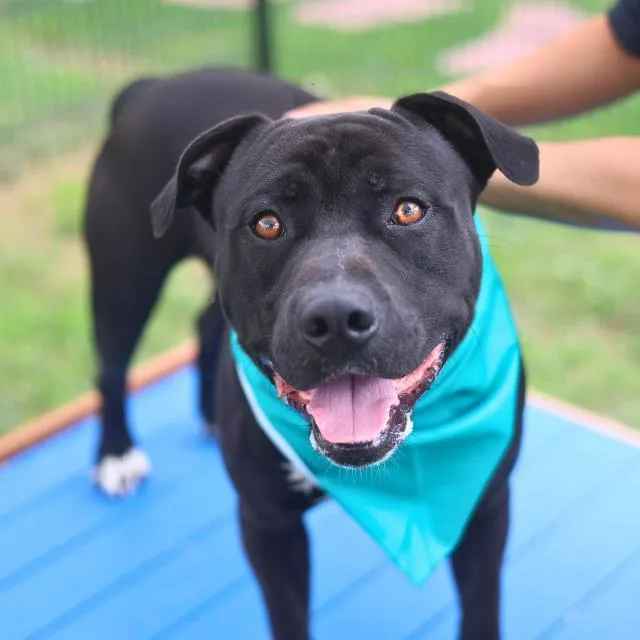 An adult medium-sized male American Staffordshire Terrier dog named Brooke for adoption in San Antonio, TX