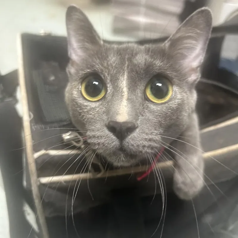 An adult medium-sized female Gray / Blue / Silver Domestic Short Hair cat named Uno for adoption in Philadelphia, PA
