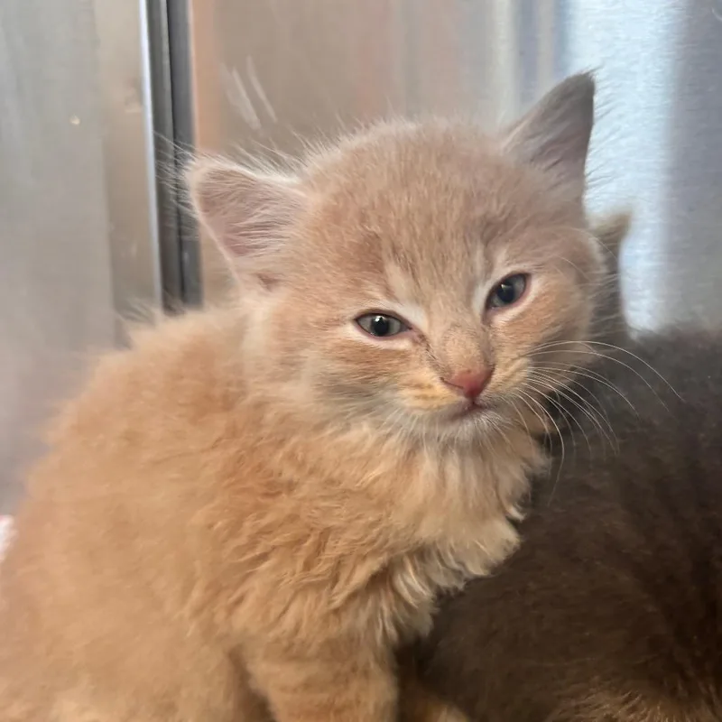 A baby small-sized male Buff / Tan / Fawn Domestic Short Hair cat named Underoath for adoption in Lynchburg, VA