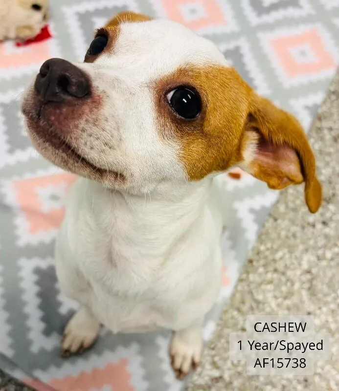 Cashew