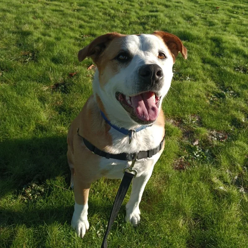 Belinda Carlisle thumbnail 3