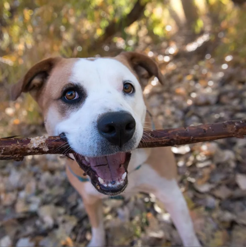 Belinda Carlisle thumbnail 4