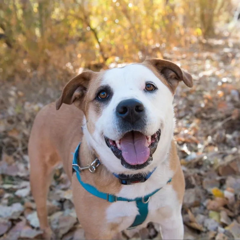 Belinda Carlisle thumbnail 5