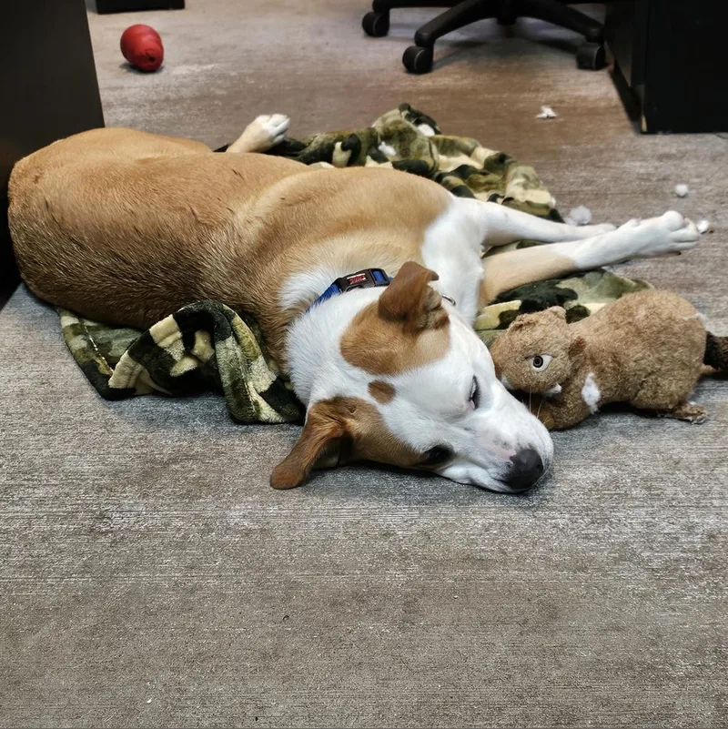 Belinda Carlisle thumbnail 6