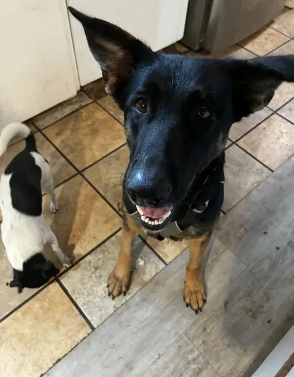 A young medium-sized female German Shepherd Dog dog named Fleur for adoption in Davis, CA